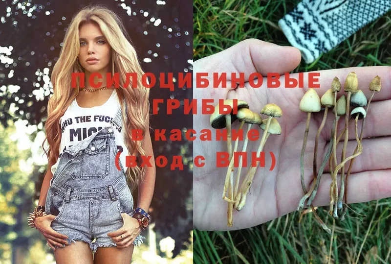 Псилоцибиновые грибы Psilocybe  закладка  shop клад  Железногорск 